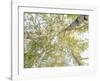 Birch woods in spring-Pangea Images-Framed Art Print