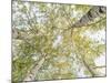 Birch woods in spring-Pangea Images-Mounted Art Print