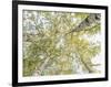 Birch woods in spring-Pangea Images-Framed Art Print