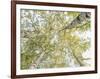 Birch woods in spring-Pangea Images-Framed Art Print