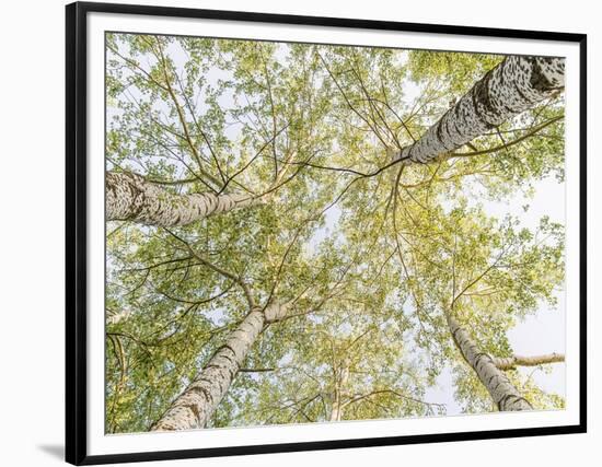 Birch woods in spring-Pangea Images-Framed Art Print