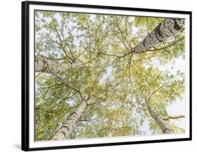 Birch woods in spring-Pangea Images-Framed Art Print