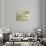 Birch woods in spring-Pangea Images-Stretched Canvas displayed on a wall