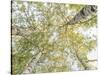 Birch woods in spring-Pangea Images-Stretched Canvas