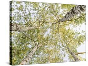 Birch woods in spring-Pangea Images-Stretched Canvas