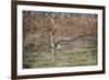 Birch-Cora Niele-Framed Photographic Print