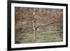 Birch-Cora Niele-Framed Photographic Print