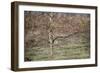 Birch-Cora Niele-Framed Photographic Print