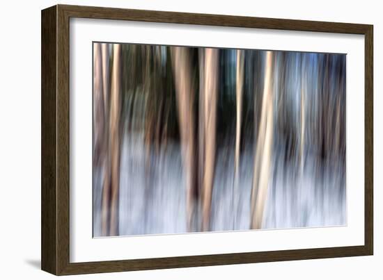 Birchbank in Winter-Ursula Abresch-Framed Photographic Print