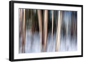 Birchbank in Winter-Ursula Abresch-Framed Photographic Print