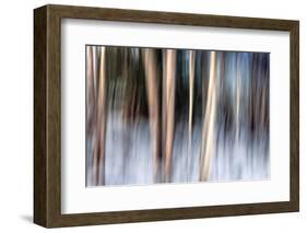 Birchbank in Winter-Ursula Abresch-Framed Photographic Print