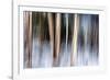 Birchbank in Winter-Ursula Abresch-Framed Photographic Print