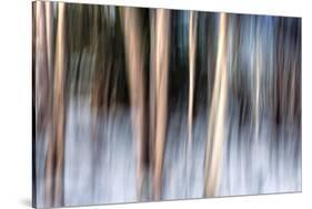 Birchbank in Winter-Ursula Abresch-Stretched Canvas
