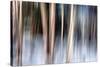 Birchbank in Winter-Ursula Abresch-Stretched Canvas