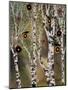 Birches 1-Karla Gerard-Mounted Giclee Print