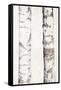 Birches 3-Ann Bailey-Framed Stretched Canvas