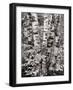 Black Frame