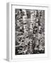 White Frame