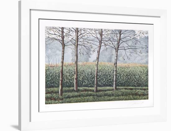 Birches and Corn Field-Oliviero Masi-Framed Collectable Print