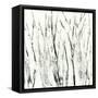 Birches I-Sharon Gordon-Framed Stretched Canvas