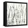 Birches II-Sharon Gordon-Framed Stretched Canvas