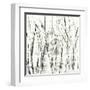 Birches II-Sharon Gordon-Framed Art Print