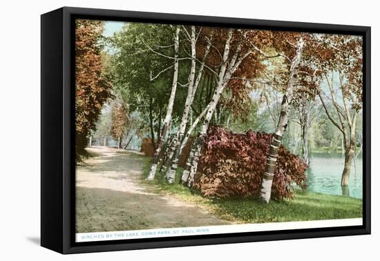 Birches, Lake Como Park, St. Paul, Minnesota-null-Framed Stretched Canvas