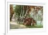 Birches, Lake Como Park, St. Paul, Minnesota-null-Framed Premium Giclee Print