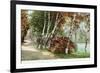 Birches, Lake Como Park, St. Paul, Minnesota-null-Framed Premium Giclee Print