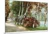 Birches, Lake Como Park, St. Paul, Minnesota-null-Mounted Premium Giclee Print