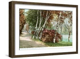 Birches, Lake Como Park, St. Paul, Minnesota-null-Framed Art Print