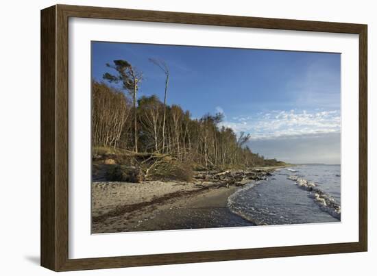 Birches on the Western Beach of Darss Peninsula-Uwe Steffens-Framed Photographic Print