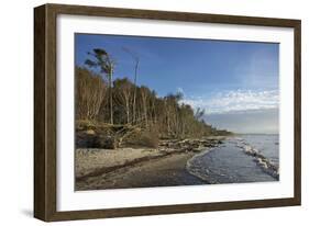 Birches on the Western Beach of Darss Peninsula-Uwe Steffens-Framed Photographic Print