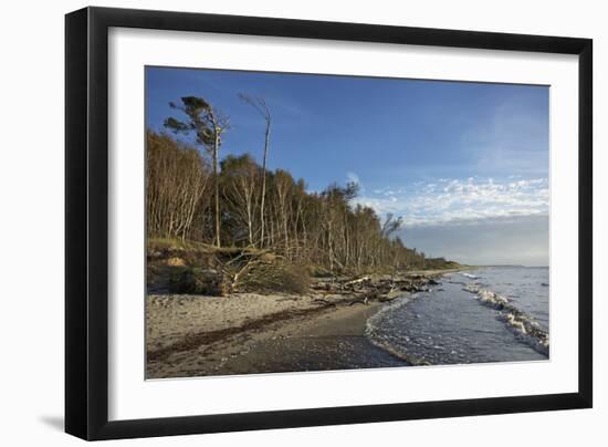 Birches on the Western Beach of Darss Peninsula-Uwe Steffens-Framed Photographic Print