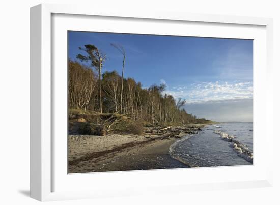 Birches on the Western Beach of Darss Peninsula-Uwe Steffens-Framed Photographic Print