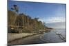 Birches on the Western Beach of Darss Peninsula-Uwe Steffens-Mounted Photographic Print