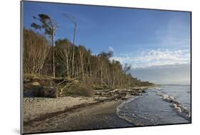 Birches on the Western Beach of Darss Peninsula-Uwe Steffens-Mounted Photographic Print