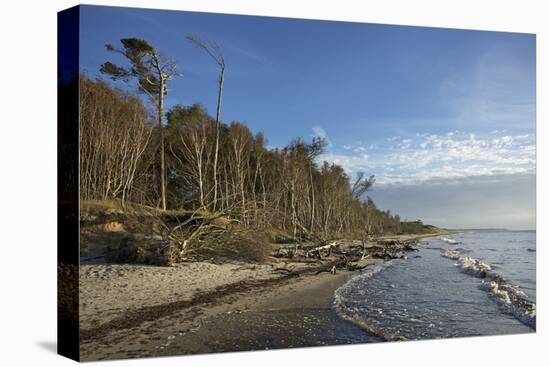 Birches on the Western Beach of Darss Peninsula-Uwe Steffens-Stretched Canvas