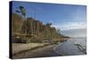 Birches on the Western Beach of Darss Peninsula-Uwe Steffens-Stretched Canvas