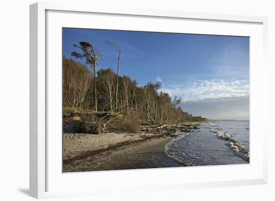 Birches on the Western Beach of Darss Peninsula-Uwe Steffens-Framed Photographic Print