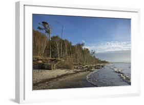 Birches on the Western Beach of Darss Peninsula-Uwe Steffens-Framed Photographic Print