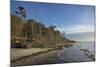 Birches on the Western Beach of Darss Peninsula-Uwe Steffens-Mounted Photographic Print