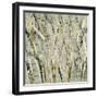 Birches V-Sharon Gordon-Framed Art Print