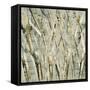 Birches V-Sharon Gordon-Framed Stretched Canvas