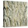 Birches V-Sharon Gordon-Stretched Canvas