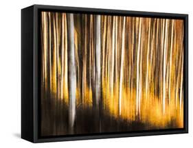 Birches-Ursula Abresch-Framed Stretched Canvas