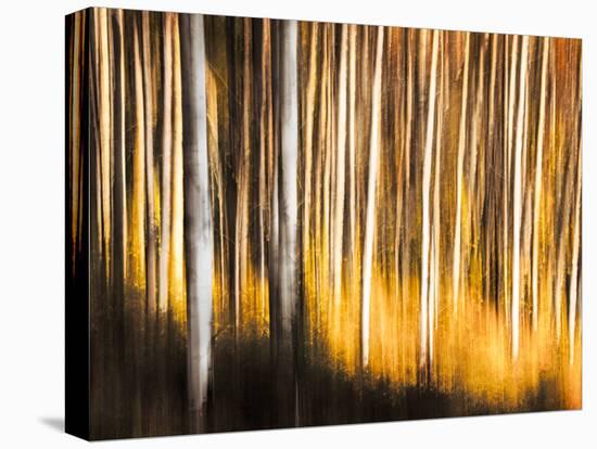 Birches-Ursula Abresch-Stretched Canvas