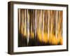 Birches-Ursula Abresch-Framed Photographic Print