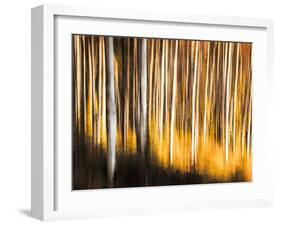 Birches-Ursula Abresch-Framed Photographic Print