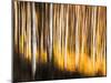 Birches-Ursula Abresch-Mounted Photographic Print